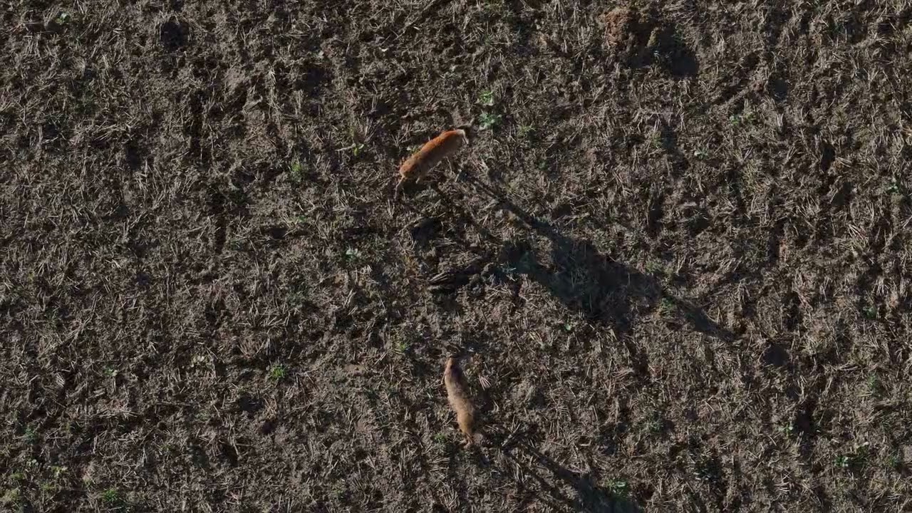 DRONE LES CHEUVREUIL  28 09 2025