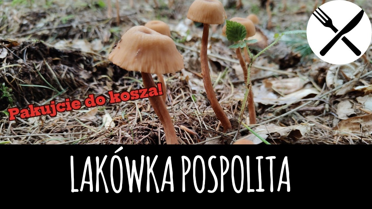 Lakówka pospolita - pakujcie do kosza!