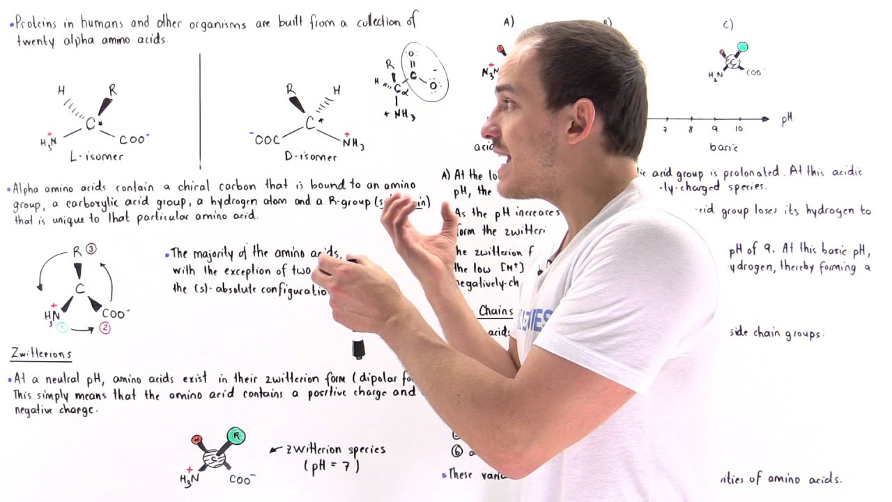 Introduction to Amino Acids