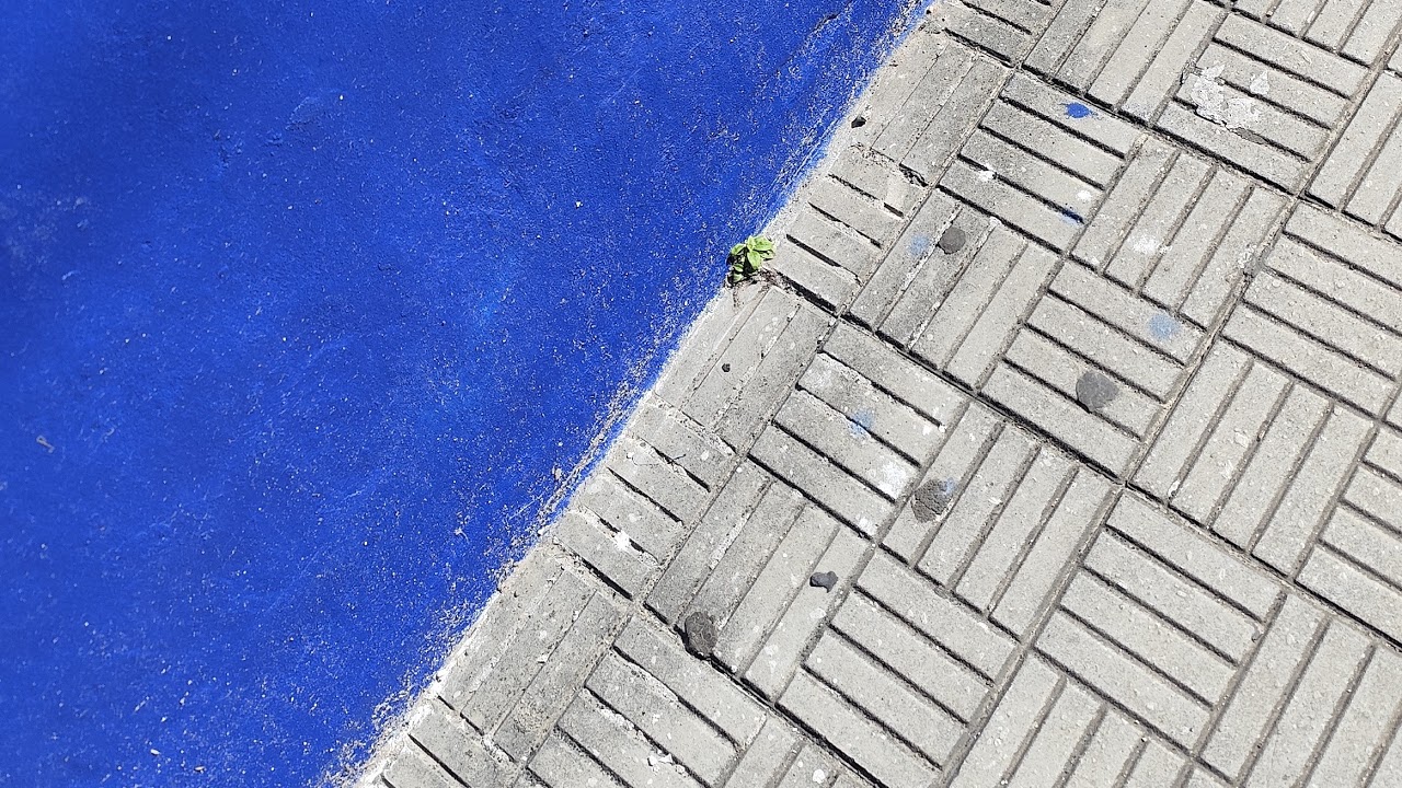 actividades en sociedad nativista Mariscala 🏁🏇💯📢