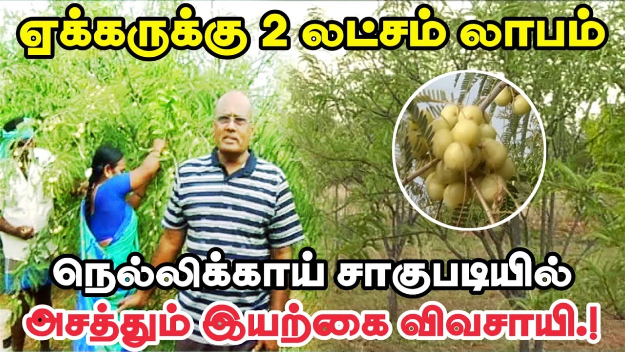 வறட்சியிலும் நெல்லிக்காய் விவசாயம் செய்வது எப்படி ? - | Amla Farming Cultivation in Tamil