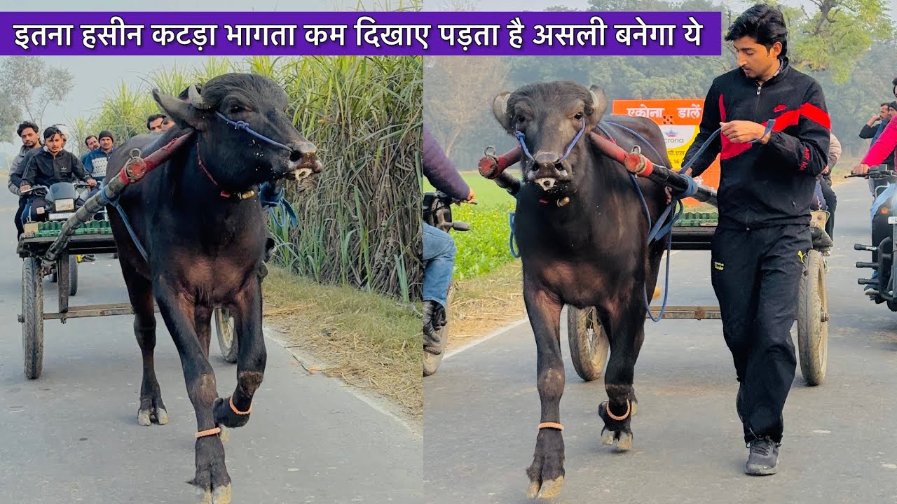 कम समय में कर दिया आरपार का कटड़ा तैयार इतना सुंदर भागता कटड़ा कम दिखायी पड़ता है बिना टंडी के भागा