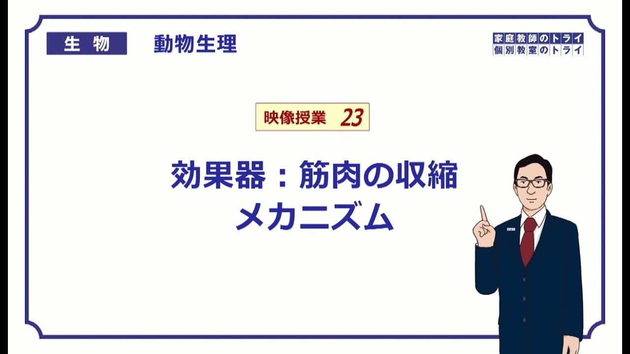 【高校生物】　動物生理23　効果器：筋肉の収縮メカニズム（１６分）