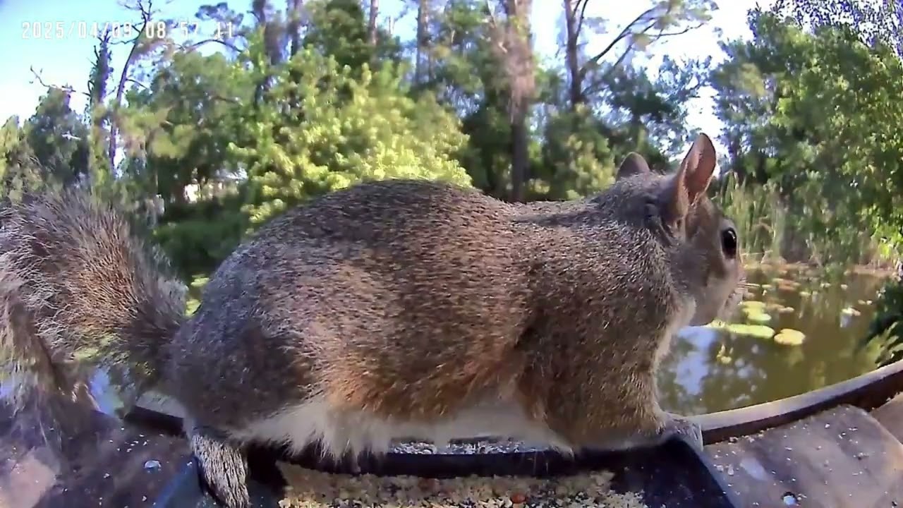 Bird Feeder Camera 1 hour #ASMR