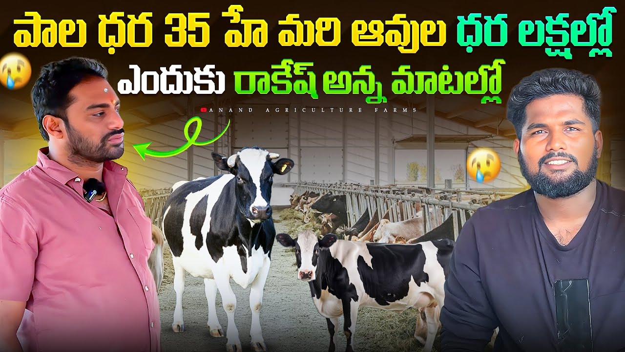 పాల ధర 35 హే మరి ఆవుల ధర లక్షల్లో ఎందుకు రాకేష్ అన్న మాటల్లో తెలుసుకుందాం|హనుమాన్ క్యాటిల్ suppliers