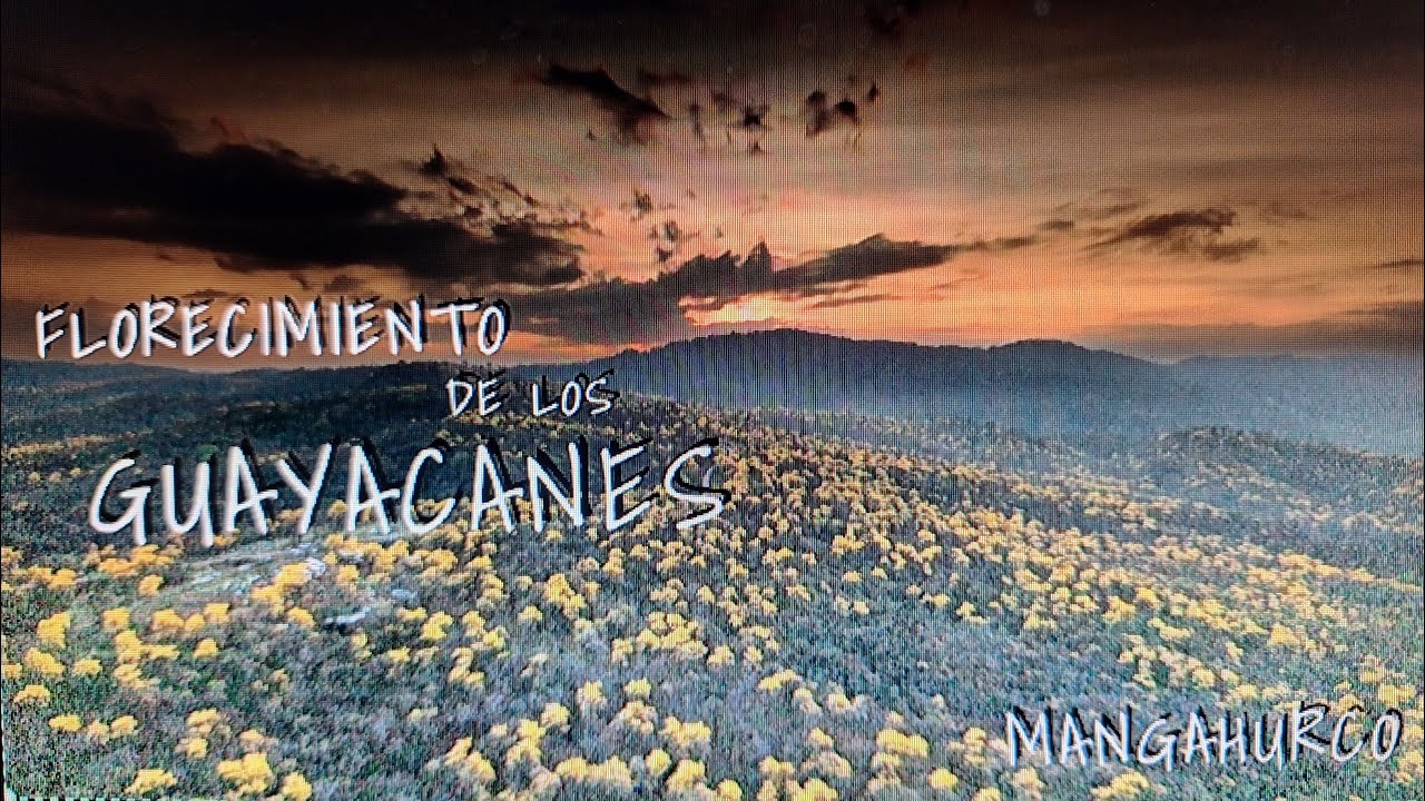 FLORECIMIENTO DE LOS GUAYACANES / MANGAHURCO