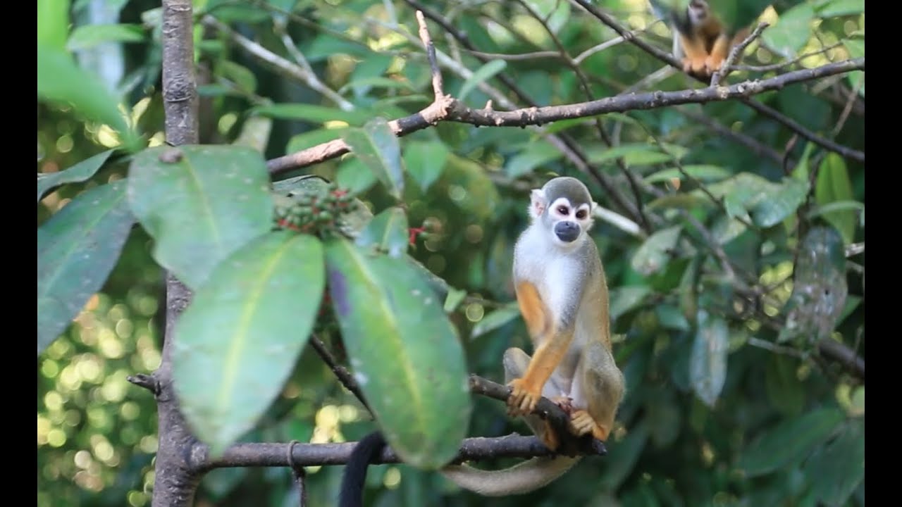 Exploring Ecosystems: Tropical Rainforest Diversity | California Academy of Sciences
