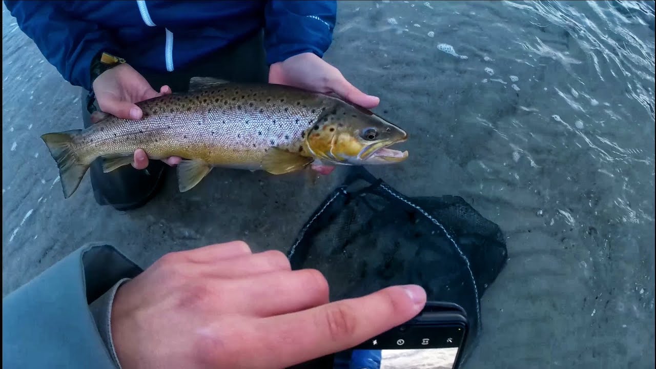 Auf MEERFORELLE im Herbst| In 2 Stunden 4 FISCHE gefangen