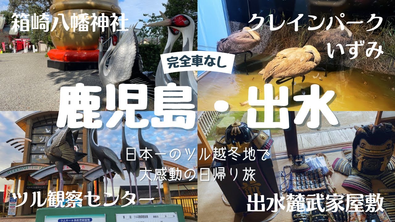 【鹿児島 | 出水 | 日帰り旅】 日本一のツル越冬地で大感動しました！！