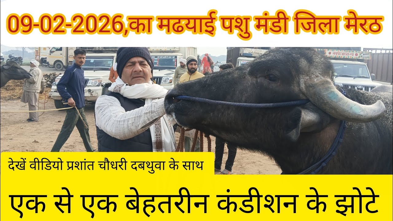 09-02-2026,का मढयाई पशु मंडी जिला मेरठ, बेहतरीन कंडीशन के झोटे देखें वीडियो प्रशांत चौधरी के साथ 