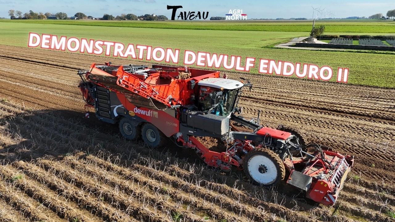 🔴🥔Démonstration Dewulf Enduro II | Établissement Taveau | Arrachage 2024 🥔