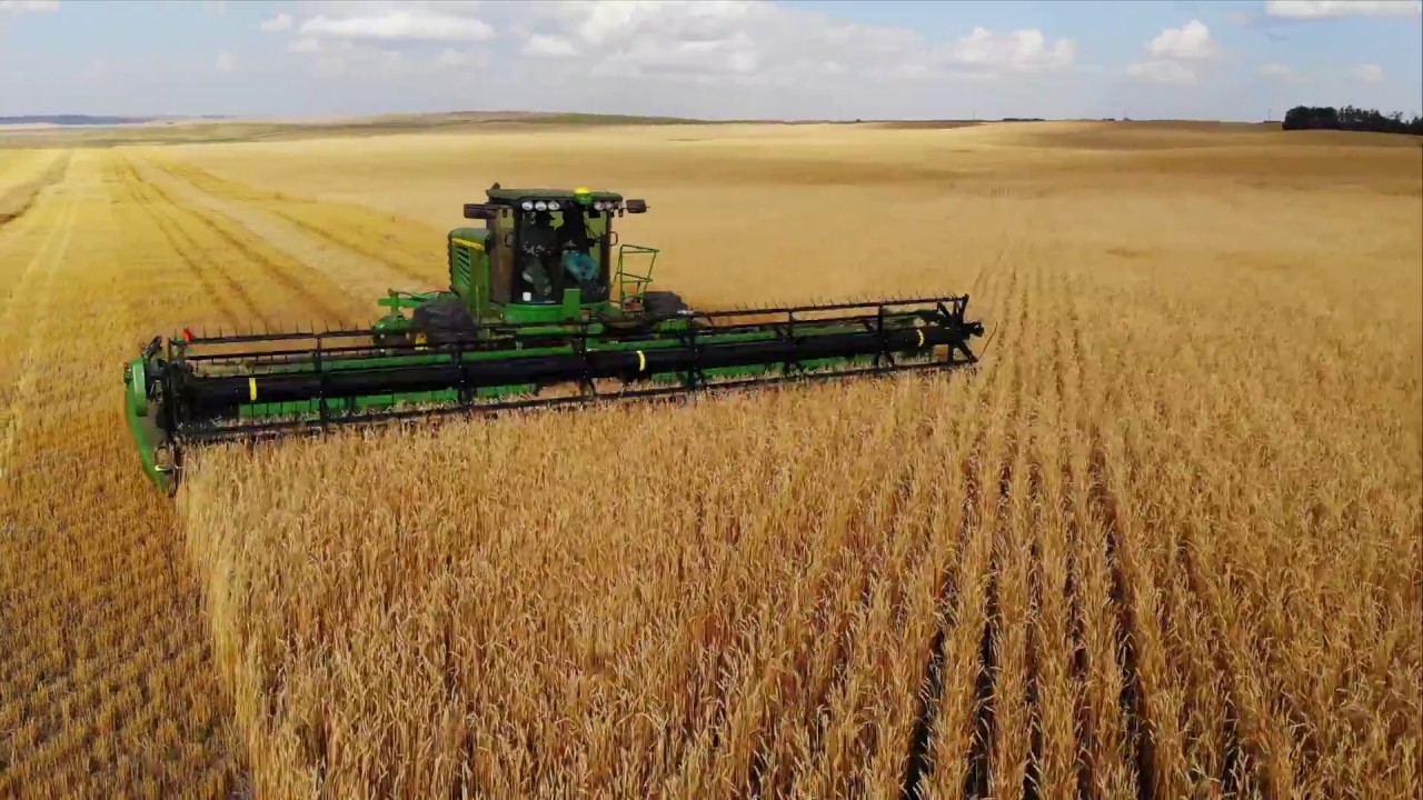 Swathing Wheat Harvest 2018!