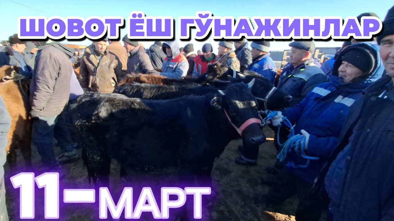 ШОВОТ ПИР МОЛ БОЗОРИ ЁШ ҒЎНАЖИНЛАР НАРХЛАРИ 11-МАРТ САВДОЛАР ЗЎР
