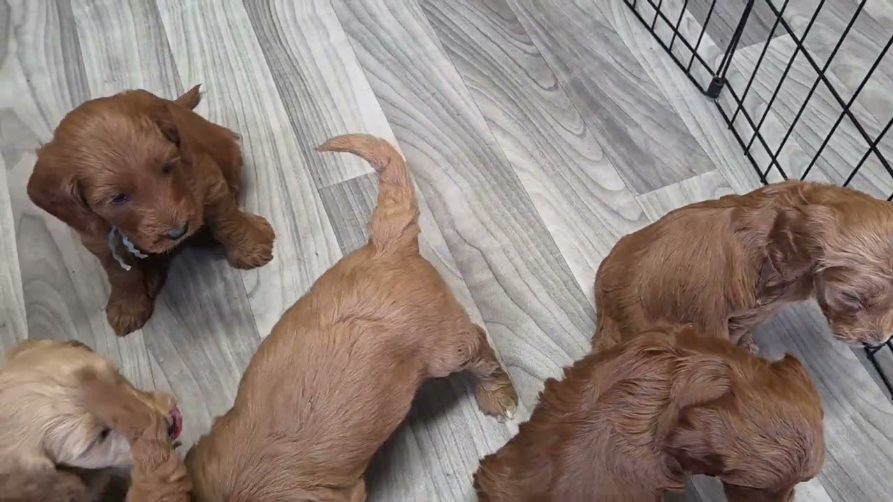 Rosie's week 5 Update
