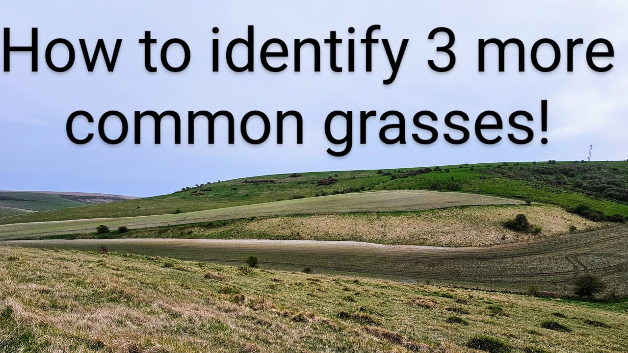 How to identify 3 more British Grass Species!