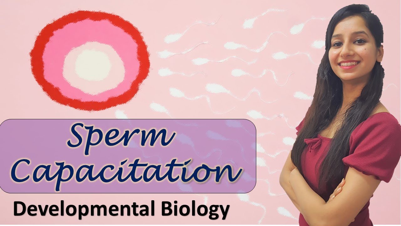 Capacitation of Sperm I Developmental Biology I Animal Reproduction