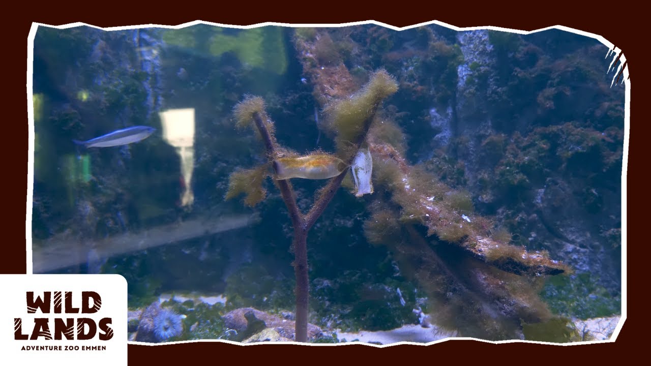 Het Nortica Aquarium [4K] - WILDLANDS Adventure Zoo Emmen