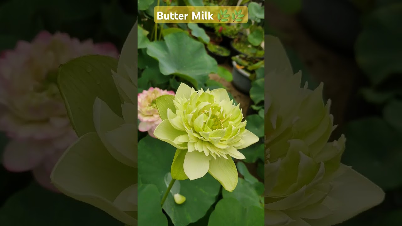 Good Morning, lotus on rooftop gardens #highlights #greenrooftop #bengali #kolkatanewslive