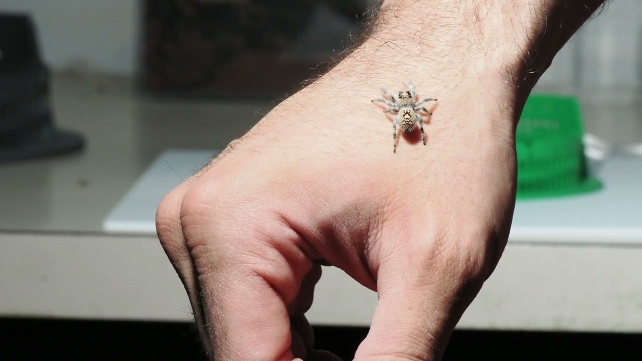 Phidippus regius - She wouldn't take the cricket