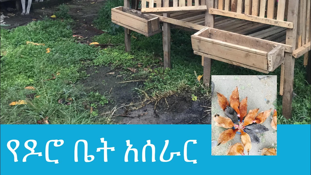 እንዴት የዶሮ ቤተ መስራት እንችላለን /how to design chicken coop