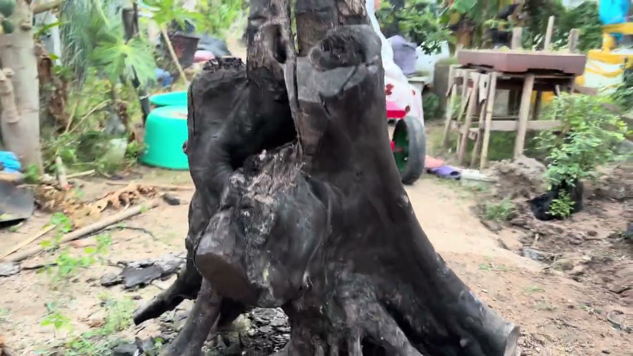 m133…gl lũa mun sừng 3500k lh0707713796khuongbonsai