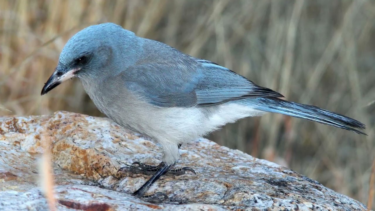 Mexican Jay Bird Call Video: Bird Songs Western North America-Bird Songs Nature Sounds for Sleep