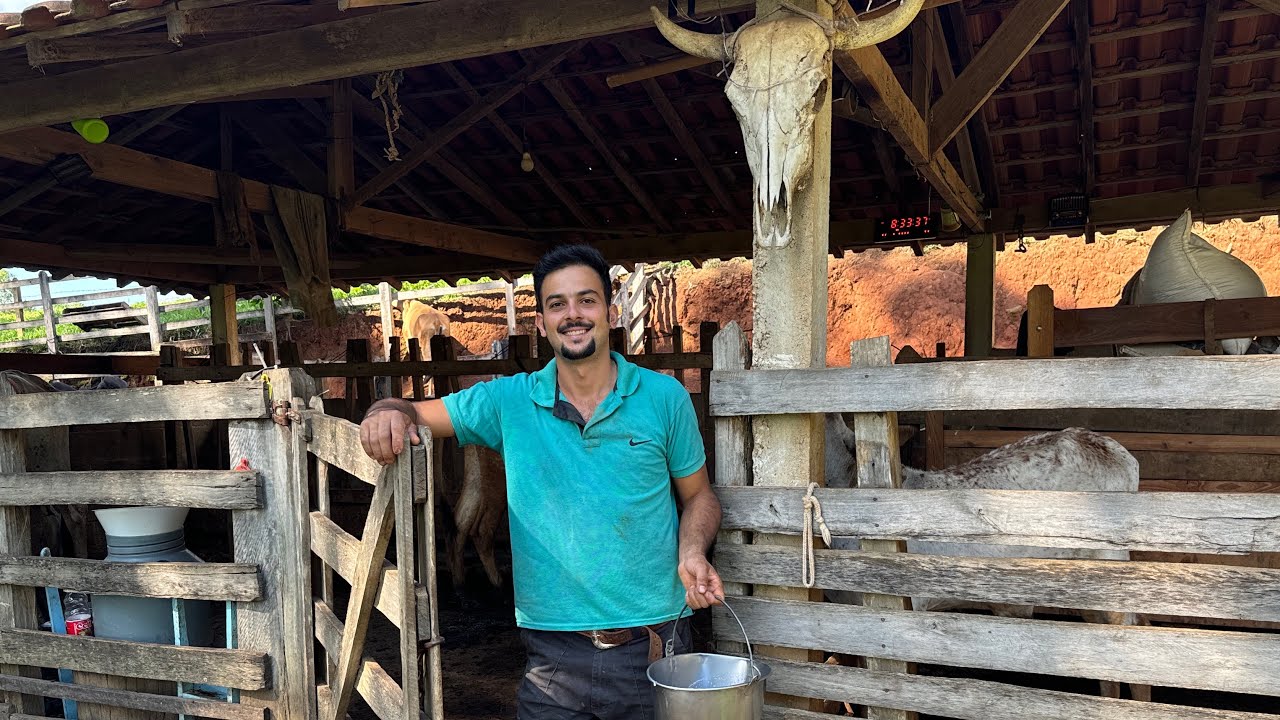 Tirando Leite Na Mão ,Jovem De 23  Anos Vive Da pecuária  Compra e Venda de Gado na região