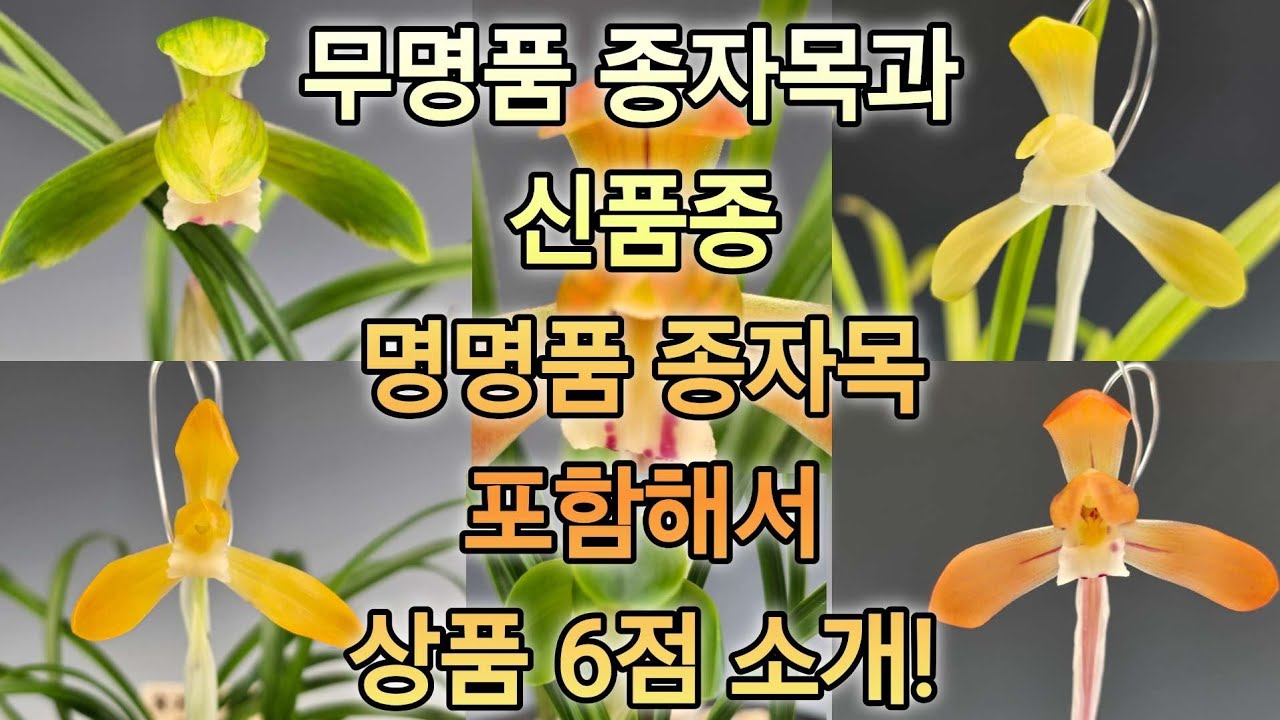 ​한국춘란 판매 | 홍귀비(꽃1경)·수사(꽃1경)·색화소심(꽃2경) 등 6점 | 26년 3월 12일 춘란장터 #한국춘란 #춘란 #난초 (👇설명란 클릭)