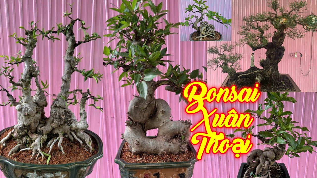 XUÂN THOẠI | #0989237176 | ĐẸP CỔ QUÁI GIÁ MỀM SUNG NẾP, MCT NU, PHI LAO, LỘC VỪNG, TÙNG, TRANG, SAM