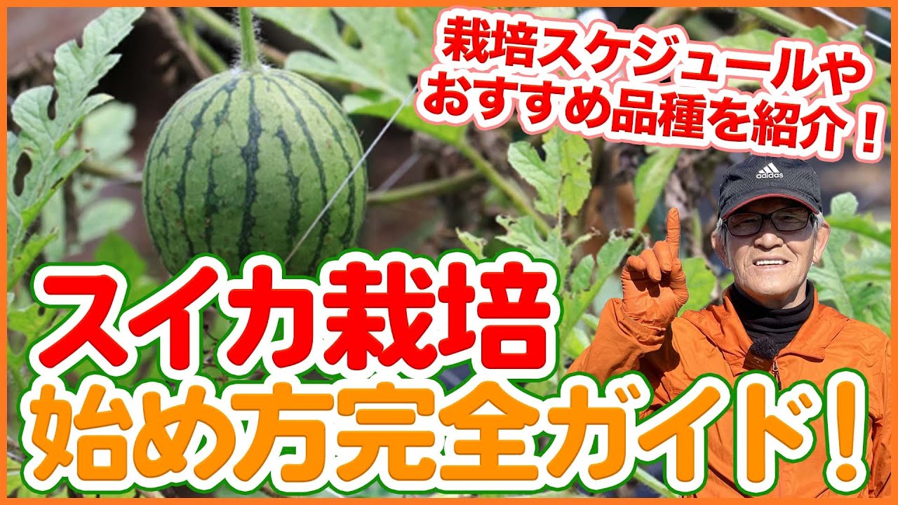 家庭菜園や農園のスイカ栽培2023年始め方完全ガイド！栽培スケジュールとおすすめ品種を徹底解説！【農園ライフ】