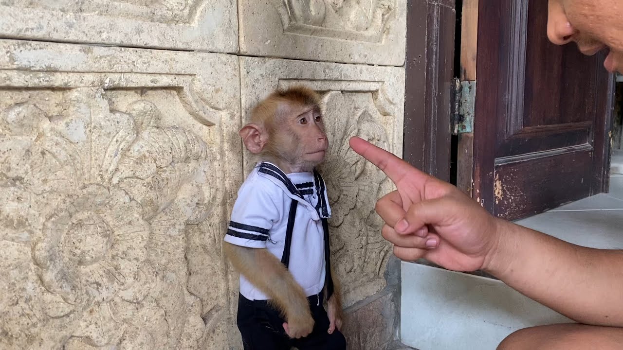 Big D зол! Неуважительное поведение Monkey Alpha доставляет ему неприятности!