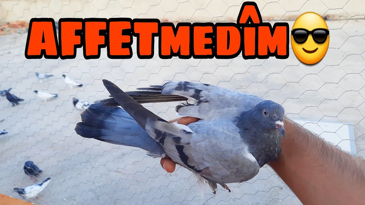 2 GÜN UĞRAŞTIRDI AMA SONUNDA YAKALANDI . CİN GİBİ GÜVERCİN