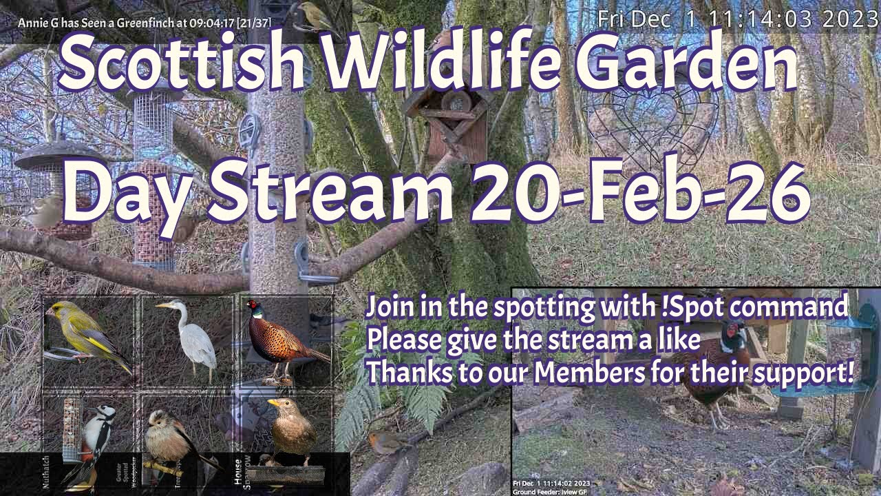 Day Stream February 20th 2026 | Bird Feeders, Wildlife Cameras Scotland UK from SWG