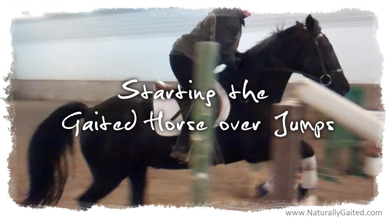 How to Start a Tennessee Walking Horse Over Jumps
