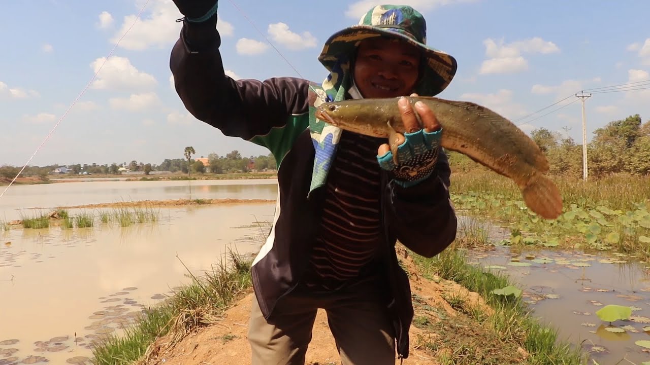 Best snakehead fish catching with fresh frog bait 2022