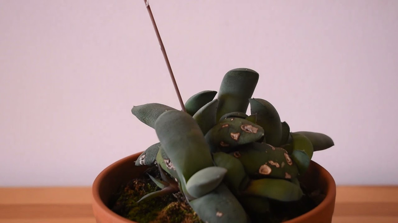 Gasteria glomerata in bloom