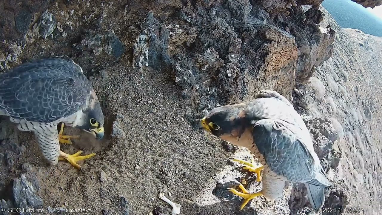 Dos halcones tagarote en la cueva- PN. Timanfaya, Lanzarote, Canarias, España-SEOBirdLife