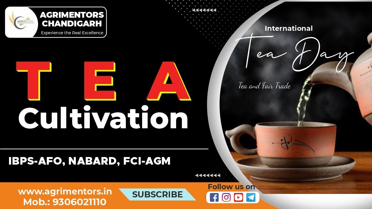 Tea Cultivation | Special Session On International Tea Day | Tea Important Facts | Processing in tea