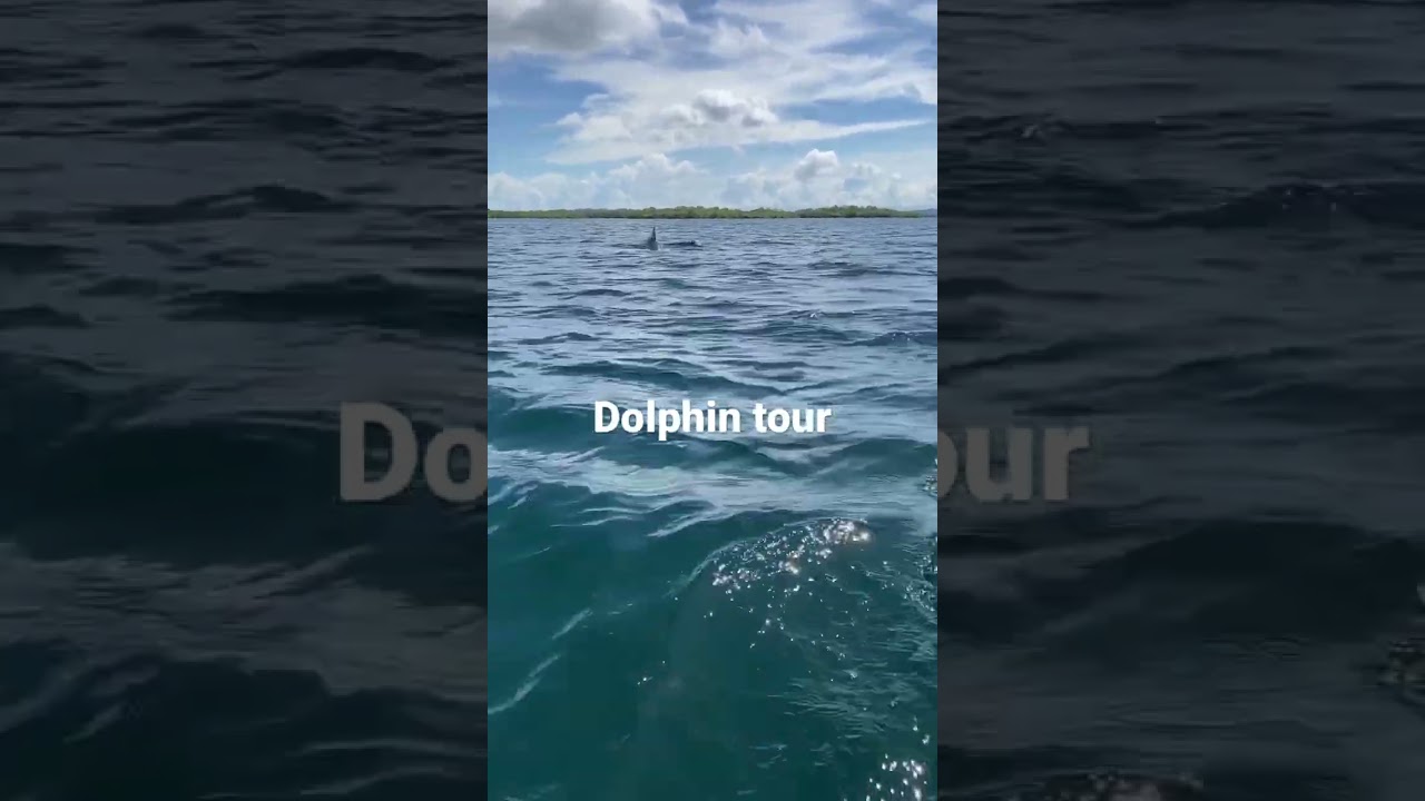 Dolphin tour on boat in Bocas del Toro, Panama.  イルカ🐬ツアー、ボカス・デル・トロ、パナマ