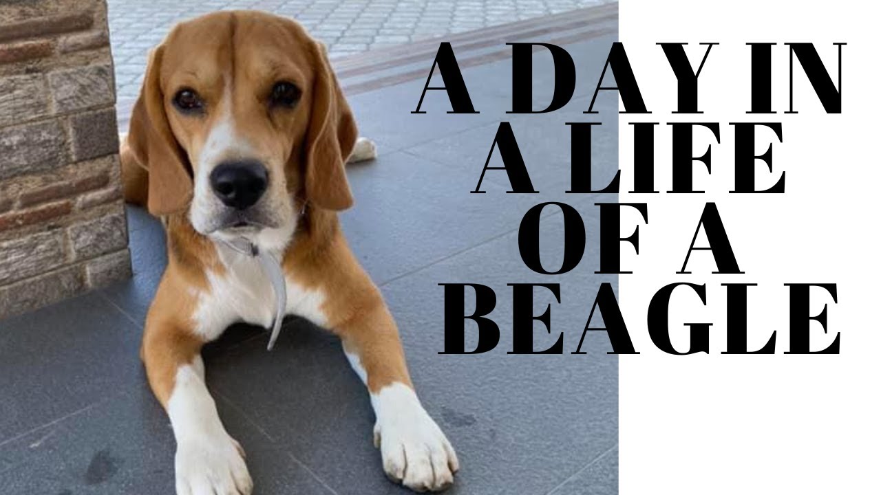 A Day In The Life of Brandon Boy The Beagle