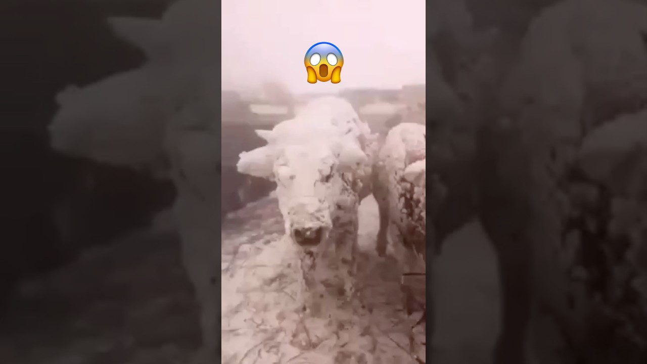 Animals Found Frozen in ICE! 😱
