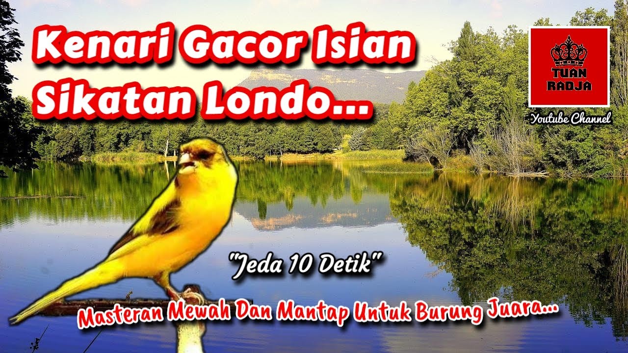 Kenari gacor isian sikatan londo, masteran mewah dan mantap untuk burung juara
