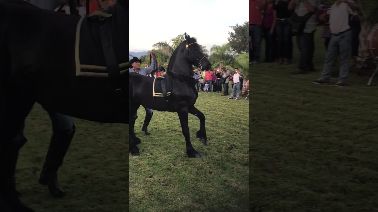 Caballo frison bailando