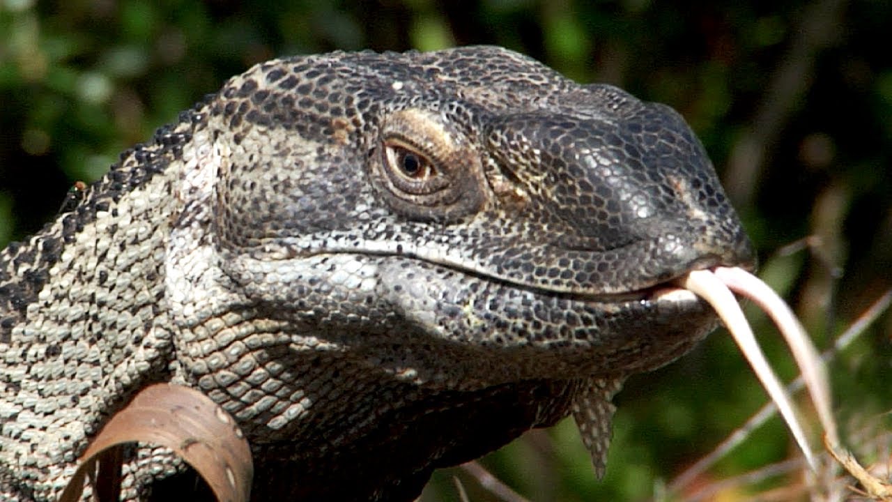 Monitor eats Alligator eggs 01