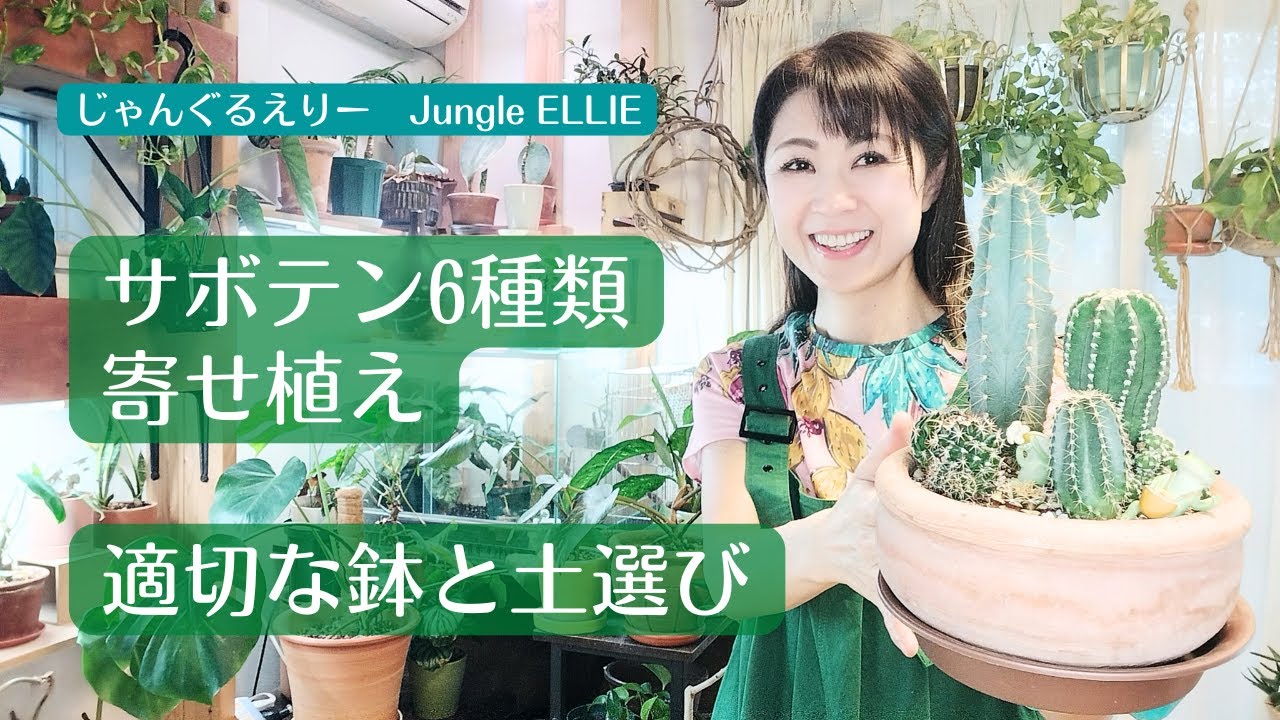 【サボテン寄せ植え】小さなサボテン6種類の寄せ植えに初挑戦！鉢選びとサボテンの根っこの特性、植替え時の注意点とやっておくと便利なこと　[観葉植物]ー　Ep.177