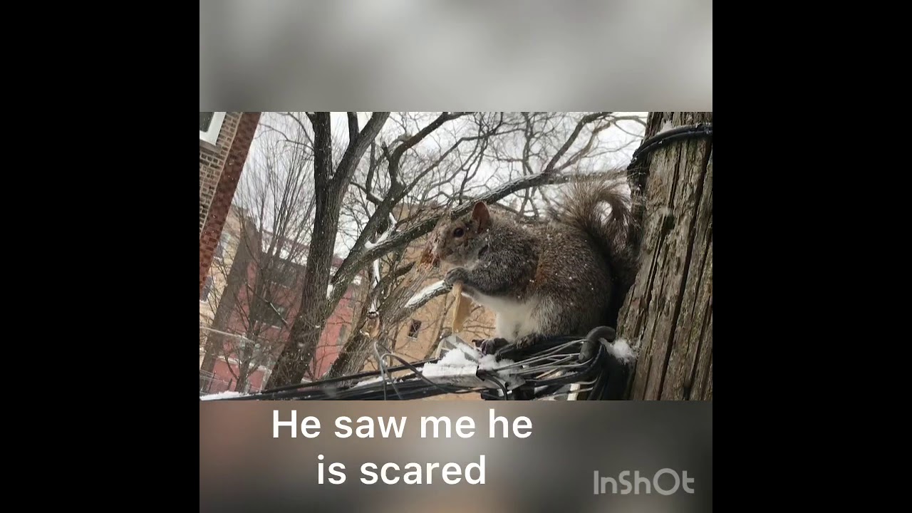 Spot a squirrel by my kitchen window! 🐿