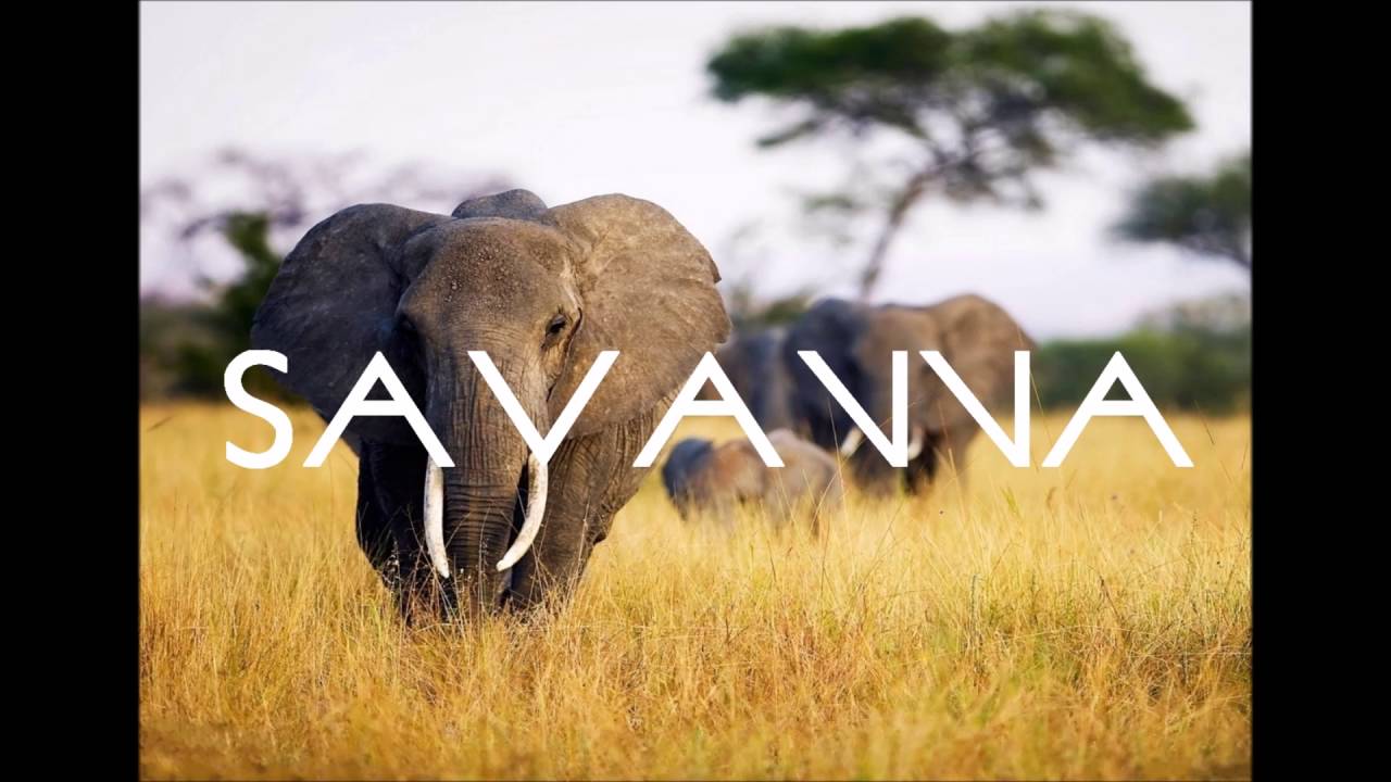 [AFRICAN TRAP EDM] 