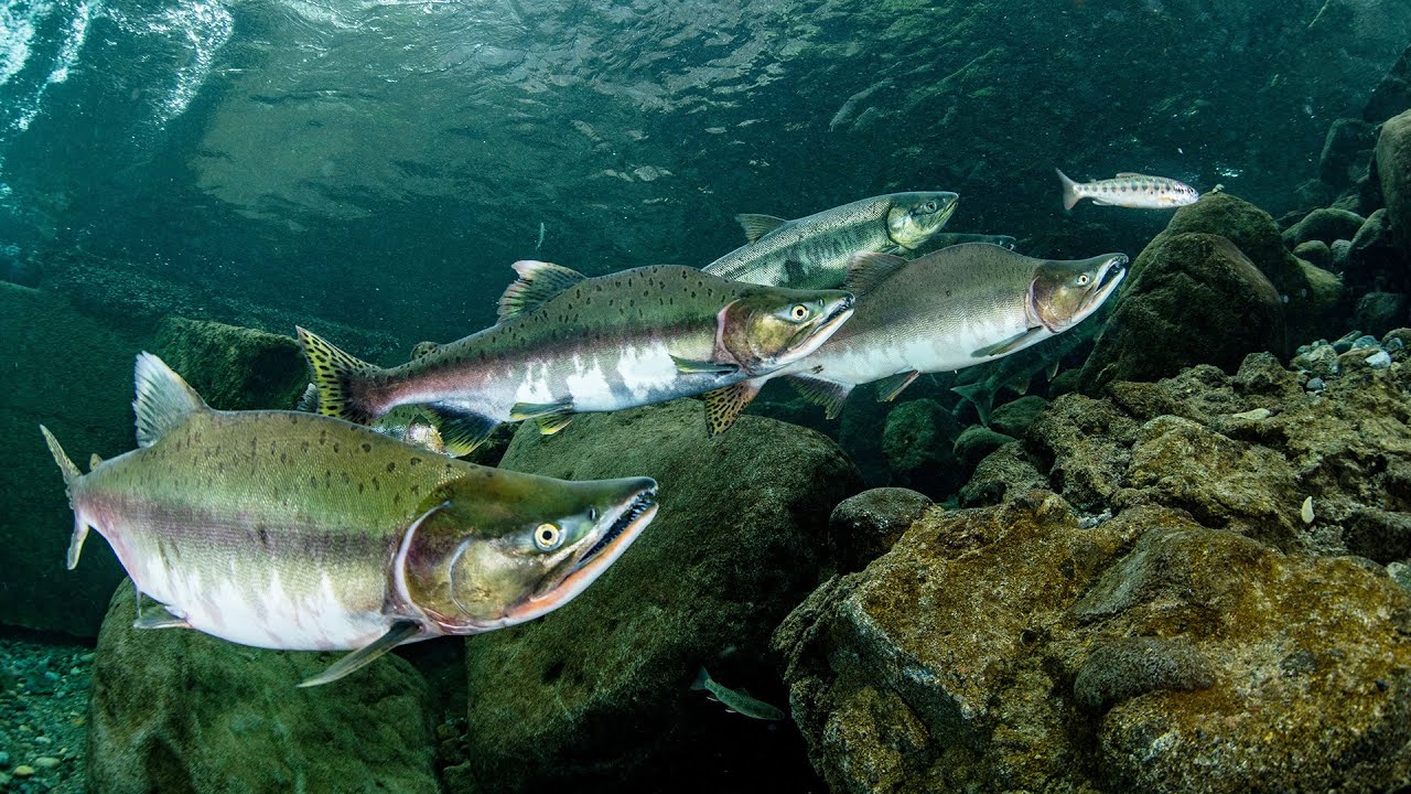 Chasing the First Salmon of the Year in Ireland | Our World