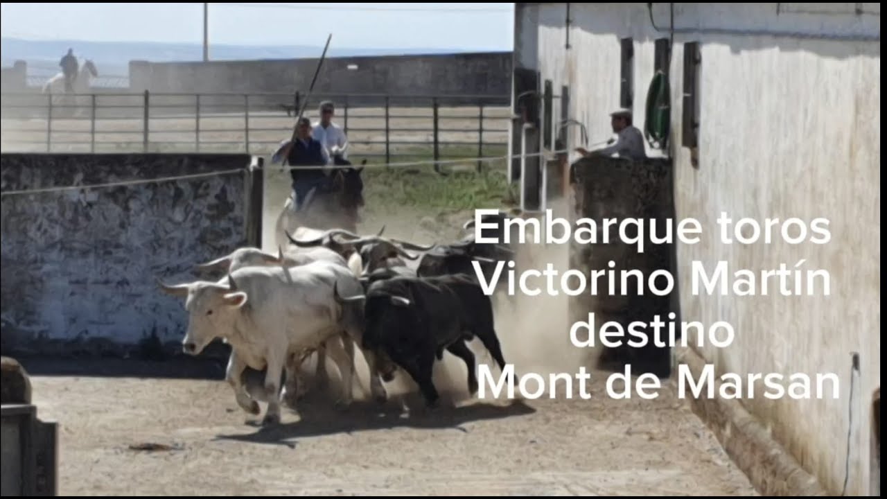 Embarque toros Victorino Martín Mont de Marsan 2024