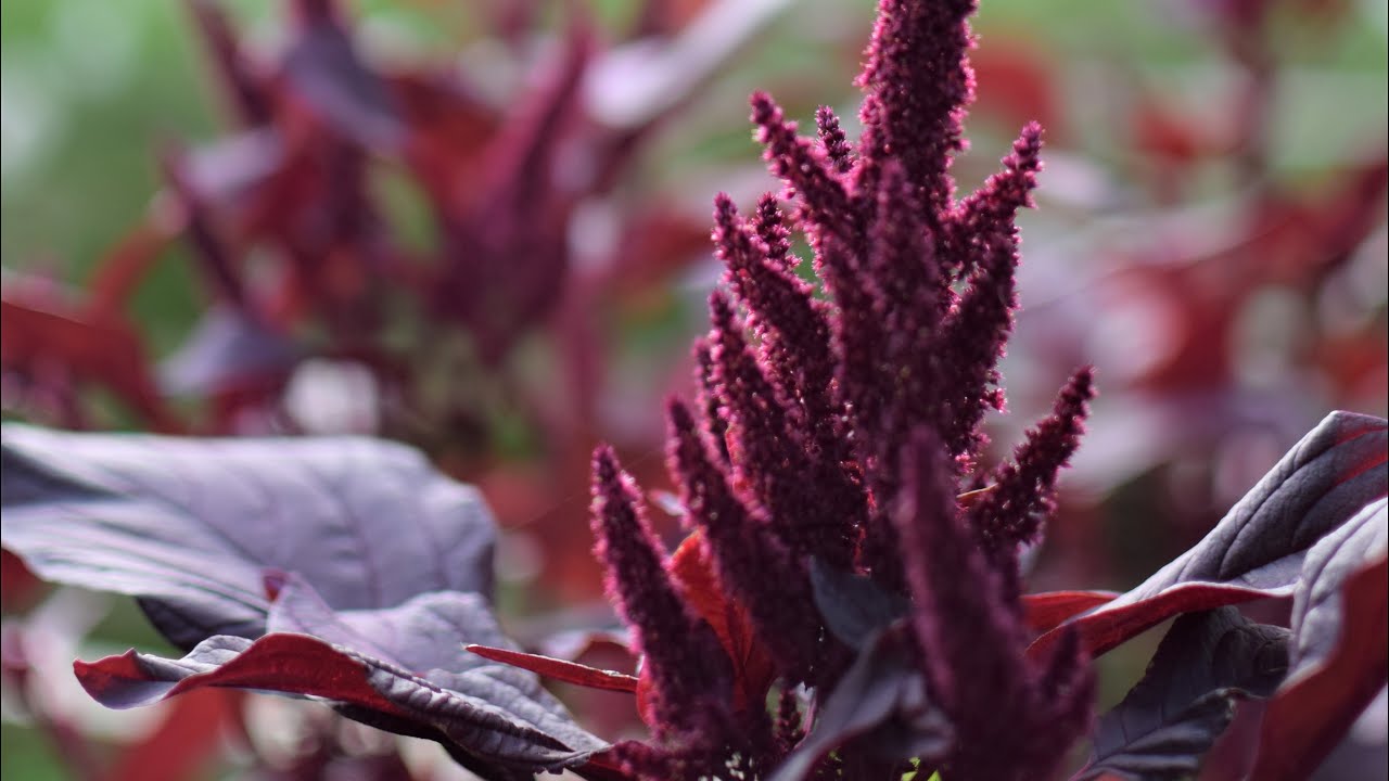 Grow-A-Long Amaranthus